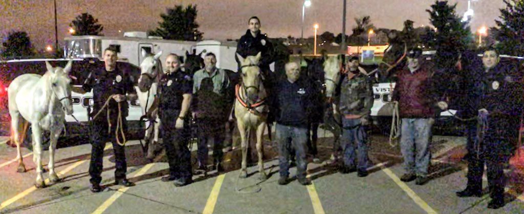 lavistahorses